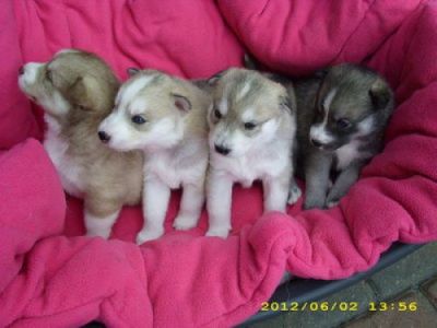 Reinrassige Siberian Husky welpen