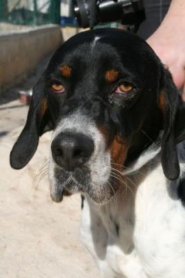 Valent – Wunderschöner tricolor Pointer mit großem Familienwunsch!