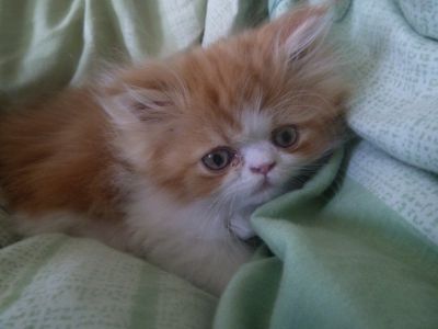 Nur noch ein Perserkater ist da!!!