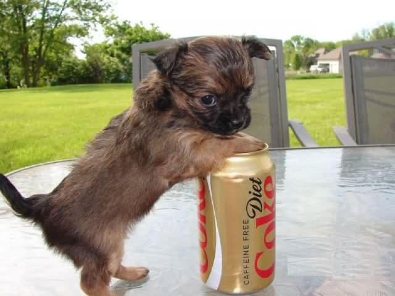 Super süße MINI chihuahua welpen mit Papieren *