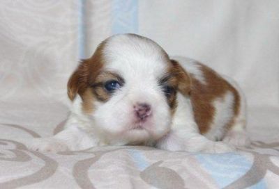 Shih Tzu Welpen für sofort oder später mit Papieren