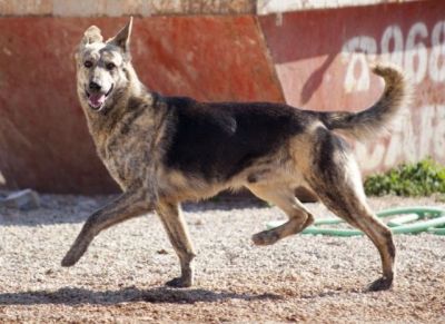 Caramelo – Super freundlicher „Steppenwolf“ goes Family!