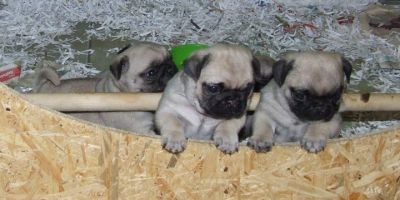 Qualitäts Mops Welpen von Europasieger Blutlinie zu verkaufen