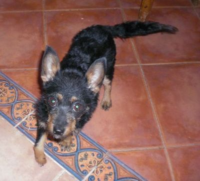 Chanel – Entzückende Kämpfer- und Frohnatur auf 3 Beinchen sucht IHRE Couch!