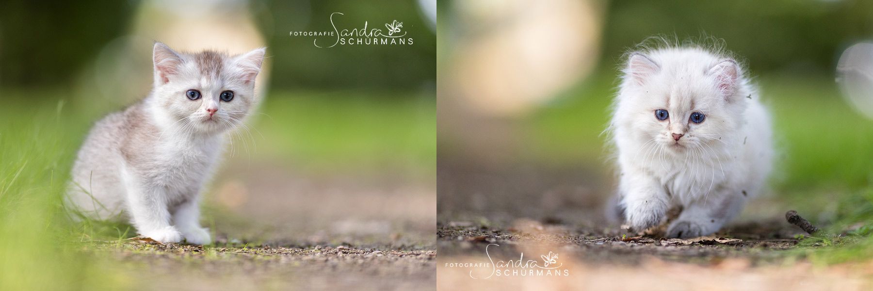 Tapsige Britenkinder in verschiendenen Farben suchen...