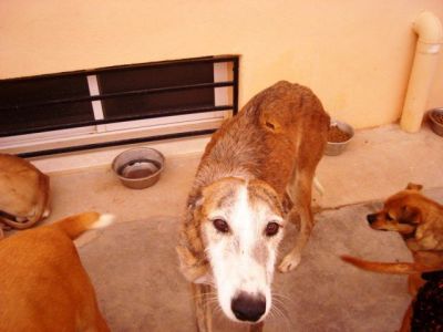 Espartaco – Der fröhliche Familien-“Spartakus“ unter den Rauhaar Galgos!