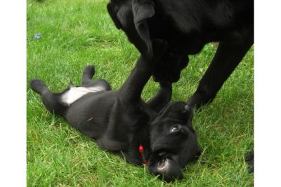 Labrador Retriever für die Annahme