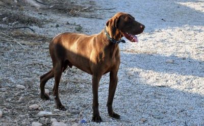 Charles – Noblesse, Loyalität und Schönheit bitten um Wärme & Liebe!