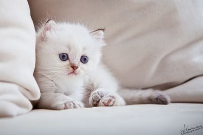 Britisch Langhaar Babys aus der Mondburg suchen Adoptiveltern