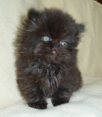 Nur noch eine Perserkätzin ist da!!!