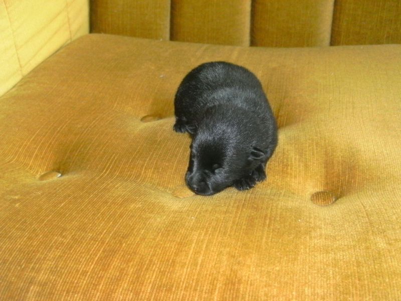 Schipperke welpen zu verkaufen !