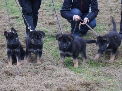 4 DSH Welpen nach Unkas - Top Verbindung - mit Sondervereinbarung