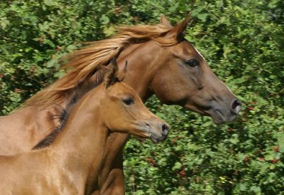 Mobile Tierfotografie