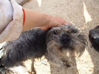 Pity – Mini Teppichporsche bettelt um ein warmes Plätzchen!