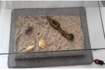 Aquarium oder Terrarium temperieren.