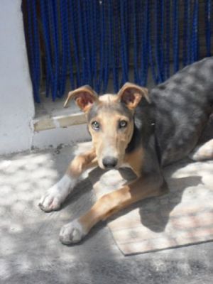 Blues – Superboy im Familienlandeanflug!