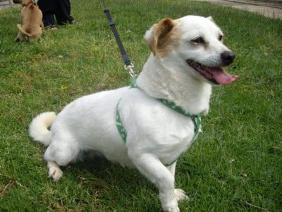 Blanquita – Süße, liebenswerte Schneekönigin sitzt auf gepacktem Koffer!