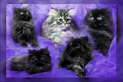 Wir suchen noch ein neues Zuhause!!!