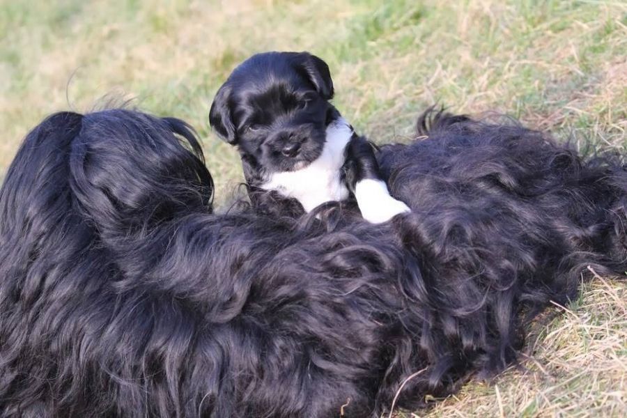 Tibet Terrier Welpen