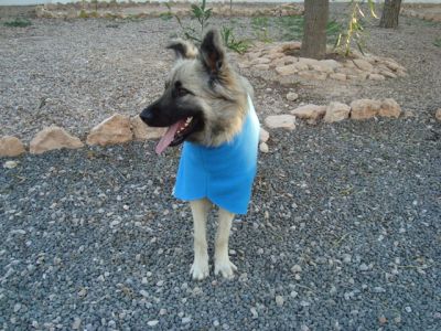 Helado – Bildschöner, fröhlicher Lebenskünstler startet Richtung Familie!