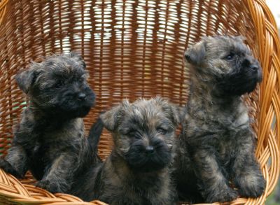 Cairn Terrier Welpen