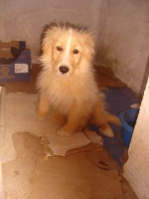 Marlon – Traumhaft schöner Charmeur mit Traumcharakter kann’s kaum erwarten!