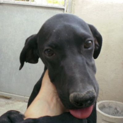 Puppo – Goldige Welpenpower fertig für die Reise ins Glück!