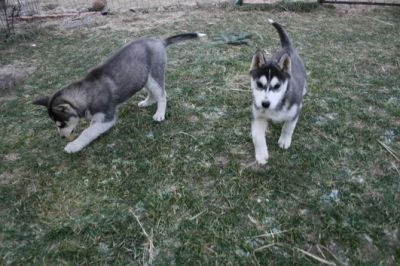Siberian Sibirian Husky Reinrassig
