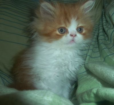 Nur noch ein Perserkater ist da!!!