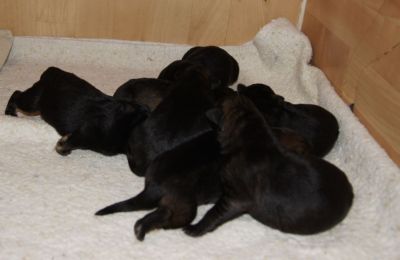 DSH Welpen Unkas vom Riedschlurgi / Warina von der Burg Haidstein