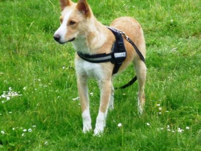 Kenny – Schicker, lebensfroher Herzensbrecher auf Familienpirsch!