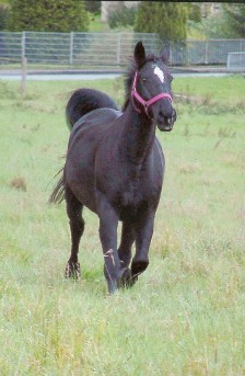 Magnetfeldtherapie / I.B.S. für gesunde Gelenke bei Pferden