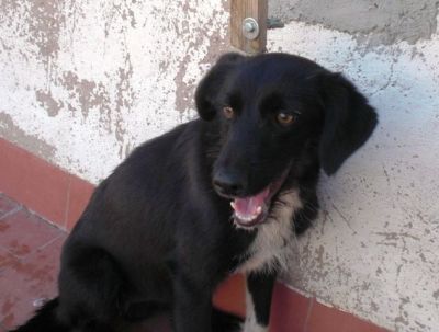 Gaso – Hübscher Familienliebling auf Herzeroberung!