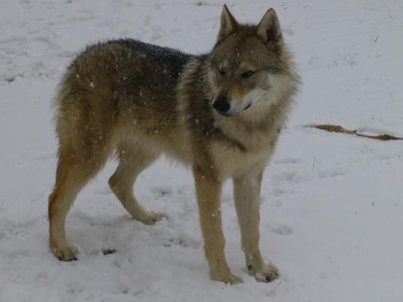 Tschechoslowakische Wolfshund