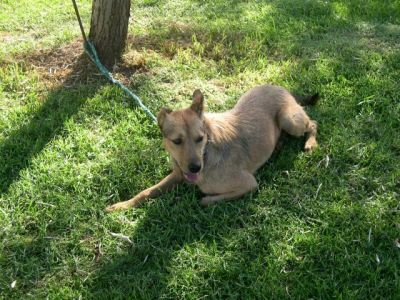 Whisky – Hier geht unvergleichlich liebevoller Charakter vor Optik!