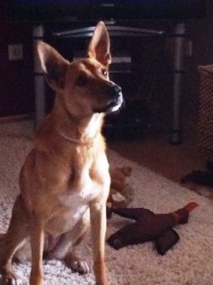 Barbara – Bestens vorbereiteter, wunderschöner Familienhund im Anmarsch!