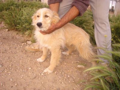 Marlon – Traumhaft schöner Charmeur mit Traumcharakter kann’s kaum erwarten!