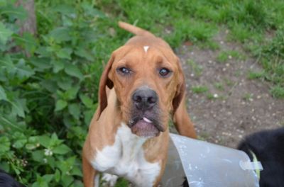 Pointer Hündin