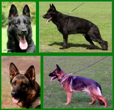 DSH Welpen Unkas vom Riedschlurgi / Warina von der Burg Haidstein