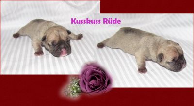 Französische Bulldoggen aus guten Linien