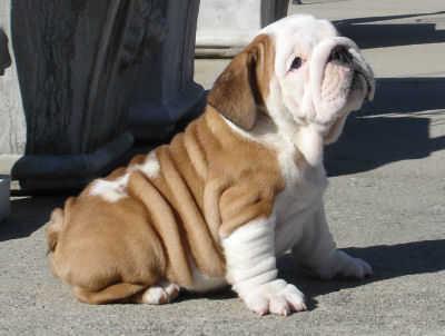 Englische Bulldogge - BULLDOG