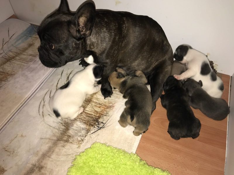 Gut ausgebildete französische Bulldoggen-Welpen