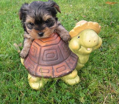 Yorkshire Terrier mini Welpen black and tan m.P.