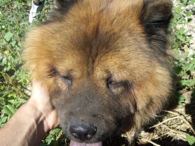 Yacko – Treues Chowchow Juwel für den liebevollen Chowchow Freund!