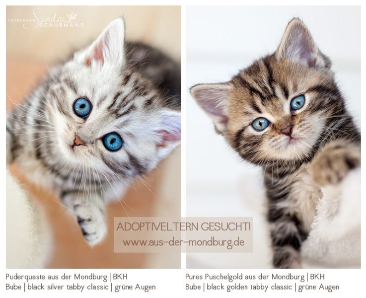 BKH Buben im Tigermäntelchen suchen...