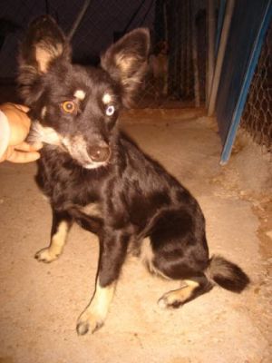 Cuenki – Blaues und braunes Auge schauen neugierig Richtung Familiencouch!