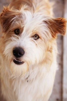 Kalin – Lebensfroher Superboy sucht Familien-Kuschel-Spiel-Couch!