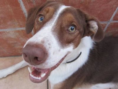 Bécquer – Charmanter Monsieur nimmt Anlauf auf Familiencouch!