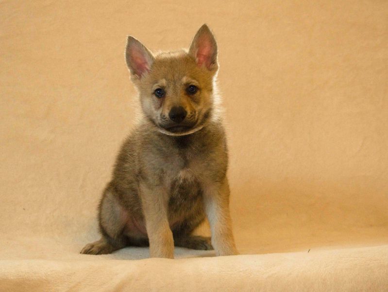 Tschechoslowakische Wolfshund, FCI