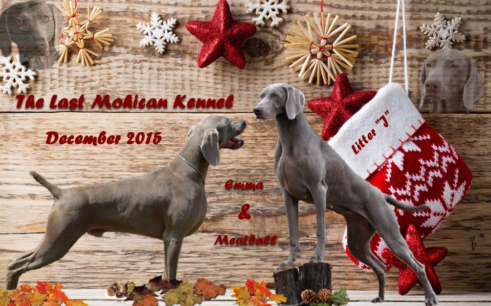Weimaraner Welpen zu verkaufen!